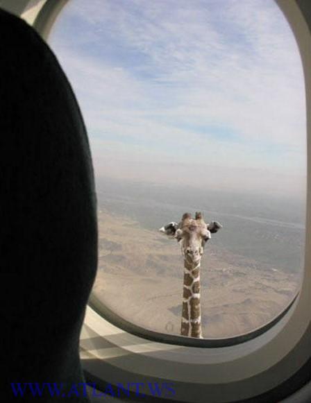 Жираф в элюминаторе?!!